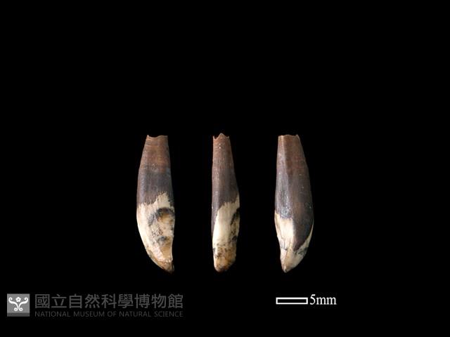 豬骨藏品圖，第1張