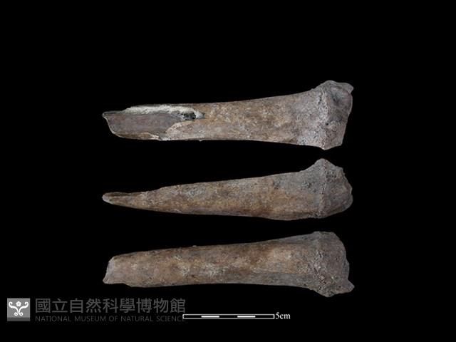 梅花鹿骨藏品圖，第1張