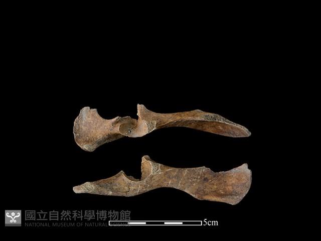 狗骨藏品圖，第1張