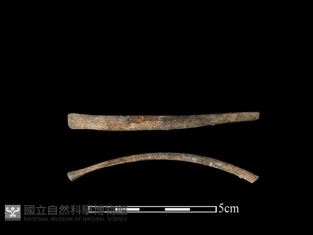 獐骨藏品圖，第1張