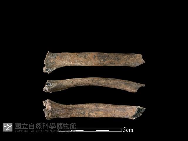 山羌骨藏品圖，第1張