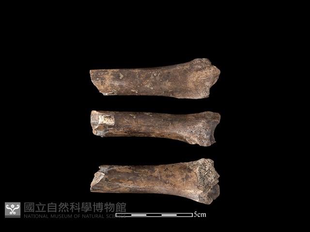 豬骨藏品圖，第1張