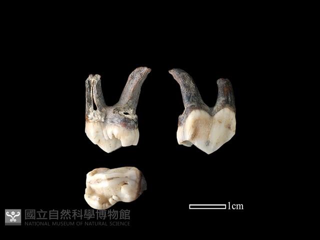 豬骨藏品圖，第1張