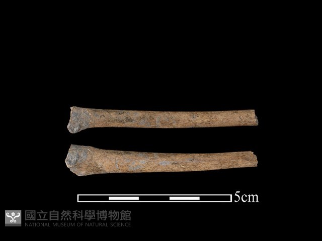 環頸椎骨藏品圖，第1張