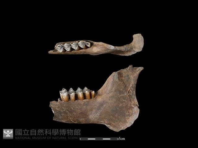 梅花鹿骨藏品圖，第1張