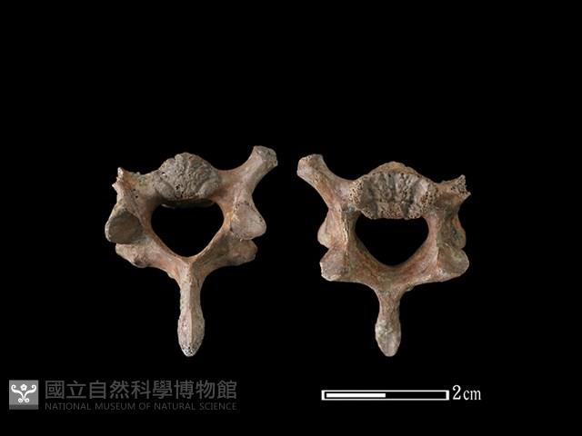 狗骨藏品圖，第1張