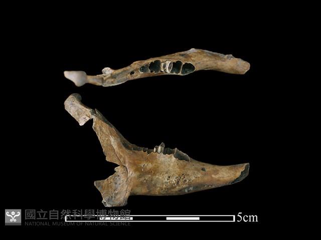 Accession Number:CSCSNS-2019-AB0030 Collection Image, Figure 1, Total 2 Figures