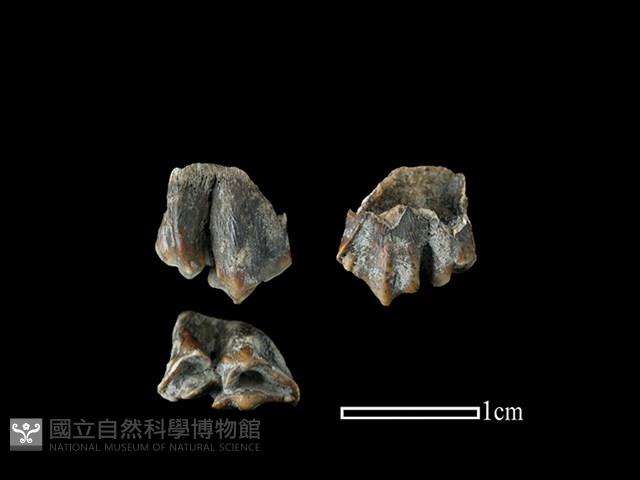 山羌骨藏品圖，第1張