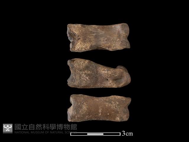 豬骨藏品圖，第1張