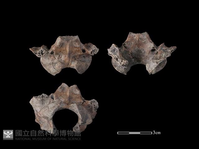 豬骨藏品圖，第1張