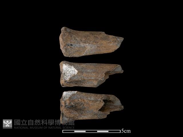 梅花鹿骨藏品圖，第1張