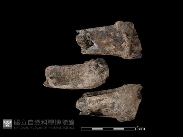 梅花鹿骨藏品圖，第1張