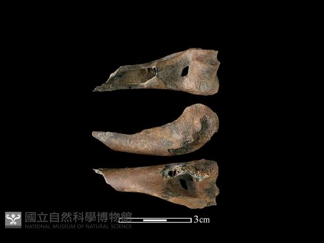 山羌骨藏品圖，第1張