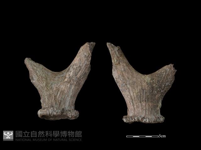 梅花鹿骨藏品圖，第1張