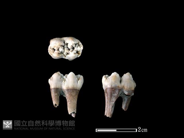 豬骨藏品圖，第1張