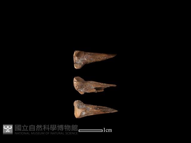 狗獾骨藏品圖，第1張