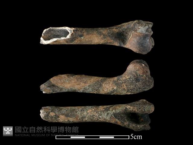 獐骨藏品圖，第1張