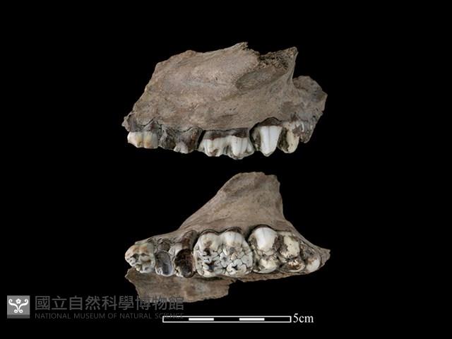 豬骨藏品圖，第1張