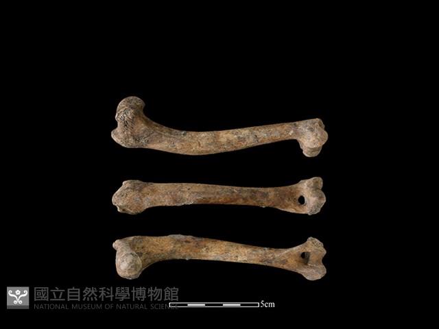 狗骨藏品圖，第1張