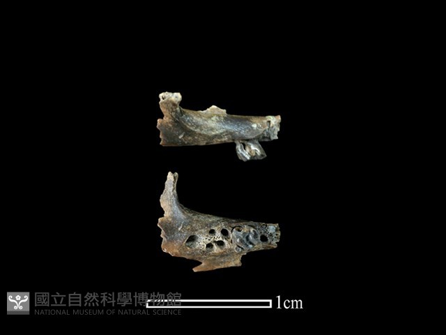 小黃腹鼠骨藏品圖，第1張