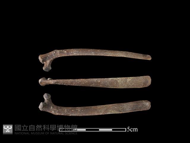 山羌骨藏品圖，第1張