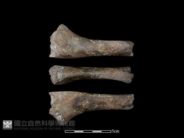 豬骨藏品圖，第1張