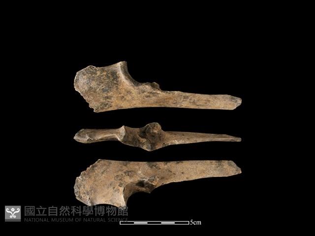 梅花鹿骨藏品圖，第1張