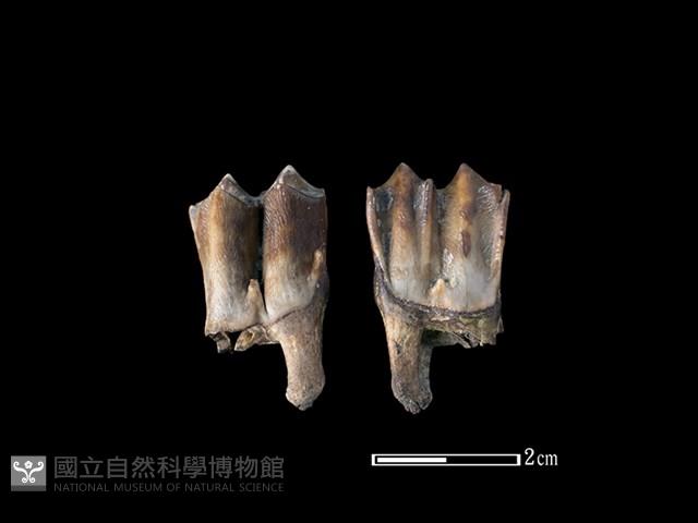 梅花鹿骨藏品圖，第1張