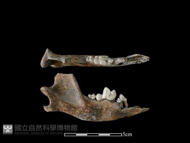 狗骨藏品圖，第1張