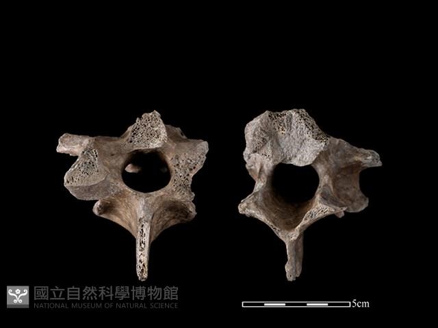 梅花鹿骨藏品圖，第1張