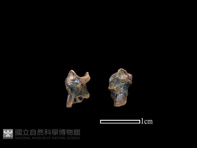 蛙骨藏品圖，第1張