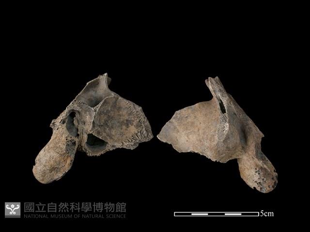 豬骨藏品圖，第1張