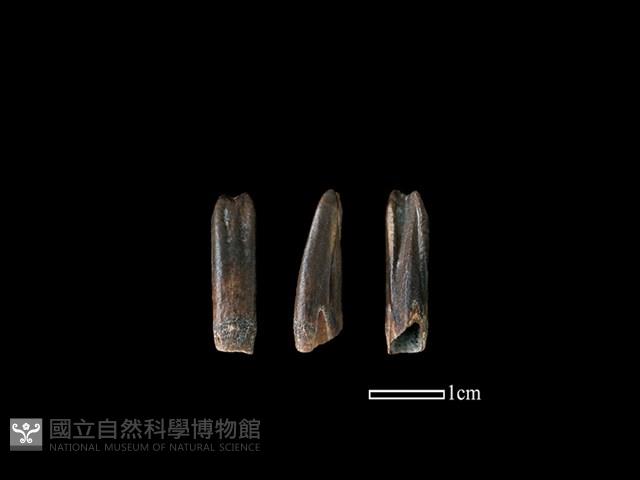 台灣野豬藏品圖，第1張