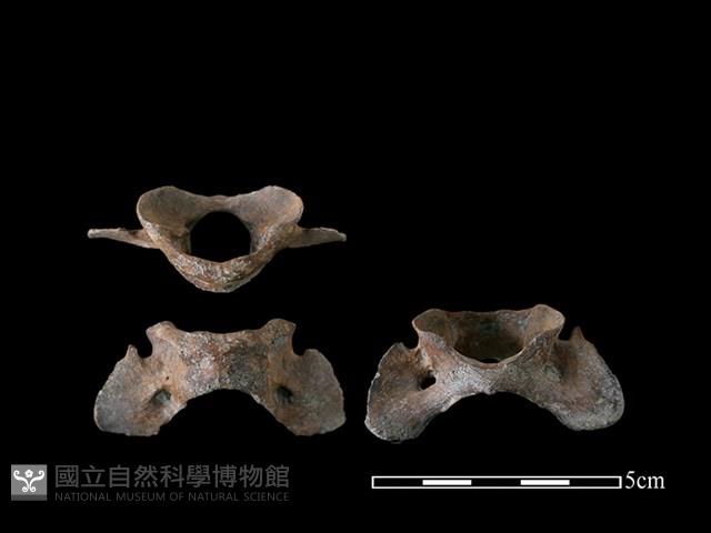 狗骨藏品圖，第1張