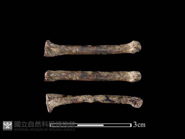 棕蓑貓骨藏品圖，第1張
