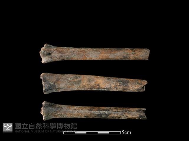 獐骨藏品圖，第1張