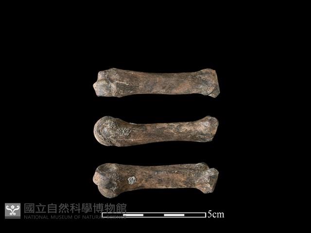 豬骨藏品圖，第1張