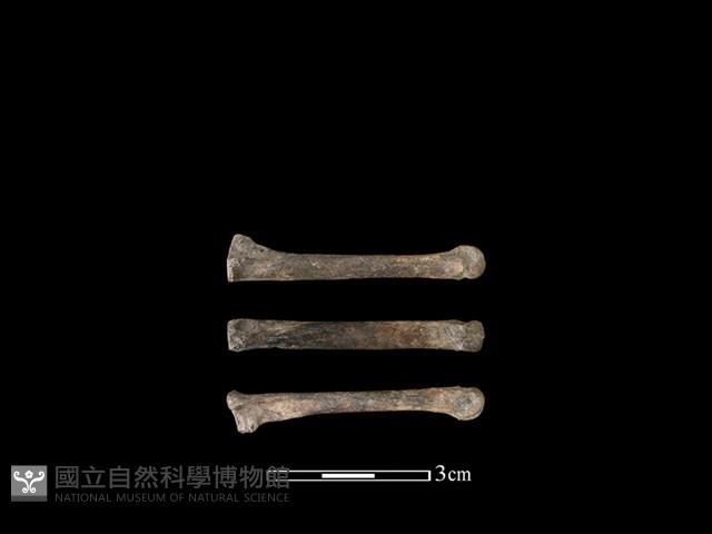 狗骨藏品圖，第1張