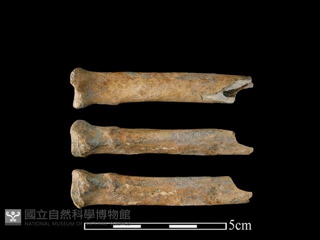 狗骨藏品圖，第1張