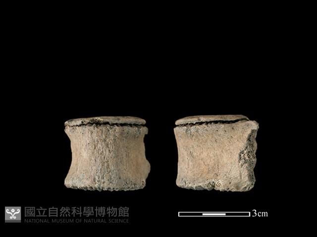 海豚骨藏品圖，第1張