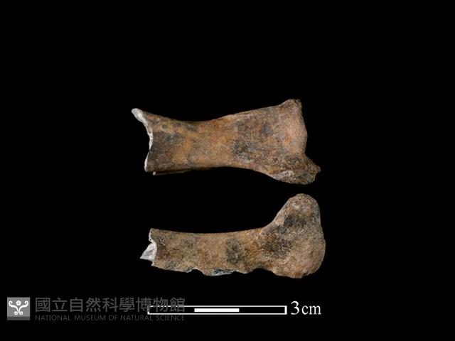 山羌骨藏品圖，第1張