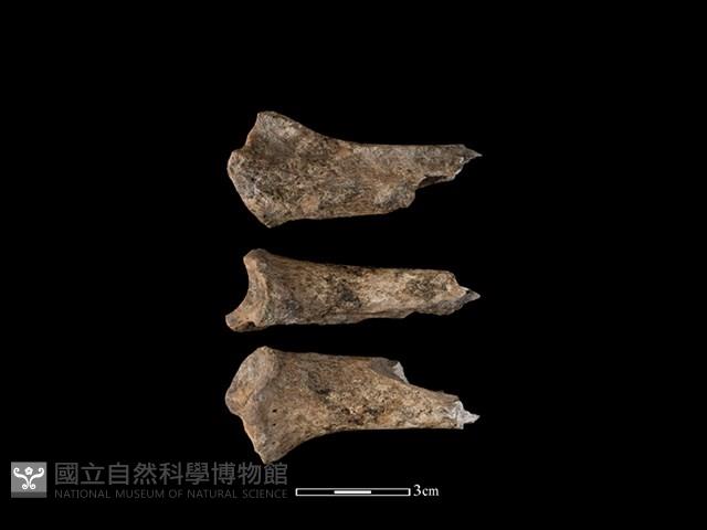 豬骨藏品圖，第1張