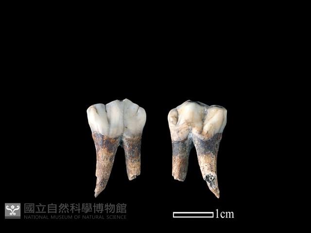 豬骨藏品圖，第1張