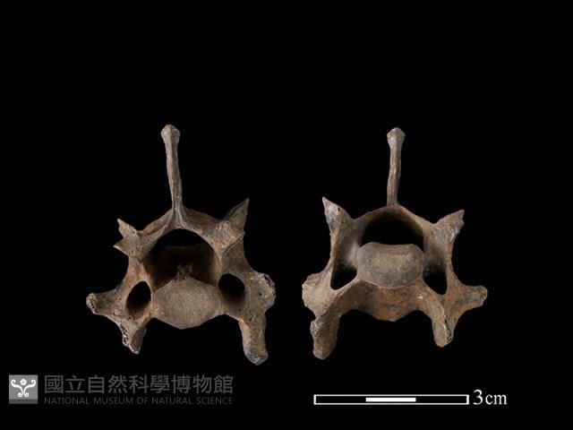 狗獾骨藏品圖，第1張