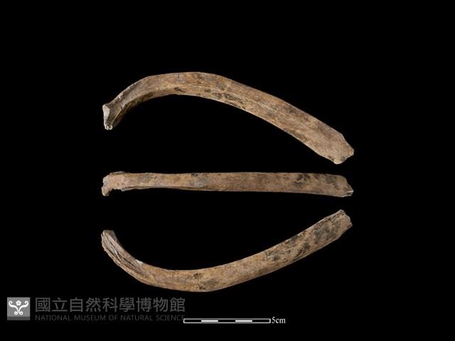 梅花鹿骨藏品圖，第1張