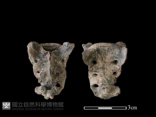 狗骨藏品圖，第1張