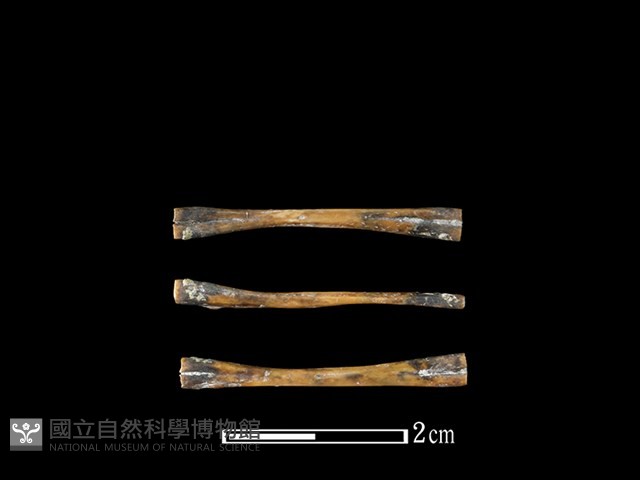 蛙骨藏品圖，第1張