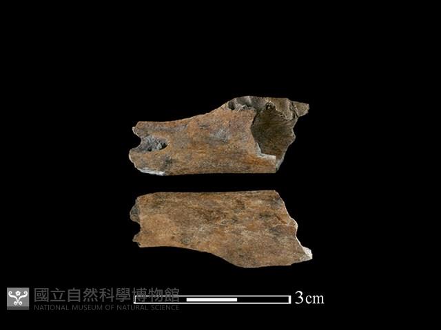 山羌骨藏品圖，第1張