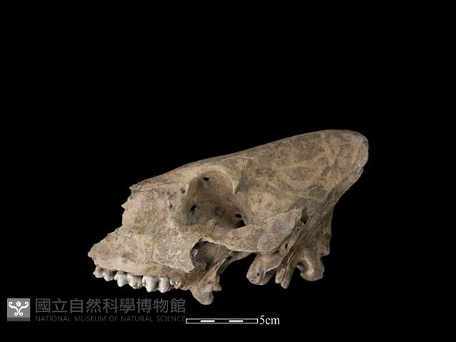 豬骨藏品圖，第1張