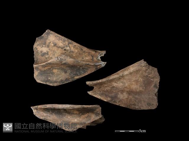 豬骨藏品圖，第1張